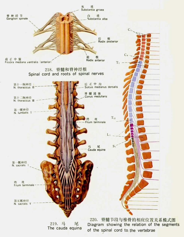 脊神经