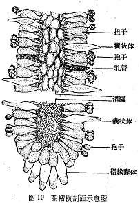 一般来说,担子菌的子实层比子囊菌的要复杂,主要包括担子,担孢子,囊状