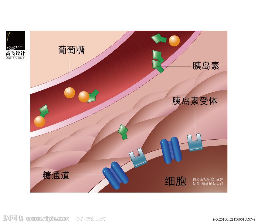 体内胰岛素是由胰岛β细胞分泌的.