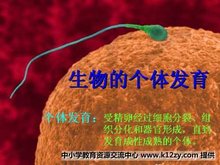 个体 个体