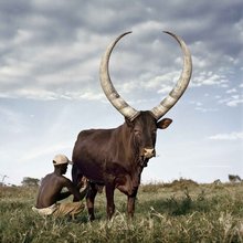 安科拉长角牛_360百科