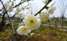 盐城大丰梅花湾景区