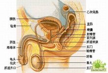 男性生殖器剖析图