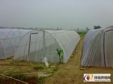 山东东平飞蝗腾达养殖基地