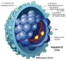 乙肝表面抗体_360百科