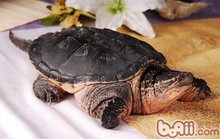 平背鳄鱼龟