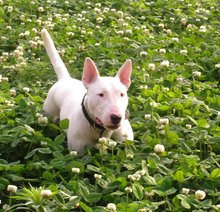 怪异杀手牛头梗