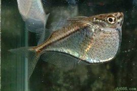 牛奶点狗头灯鱼