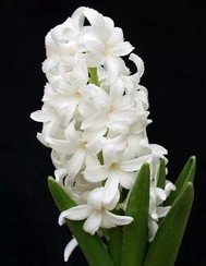 霸道总裁爱上灰姑娘