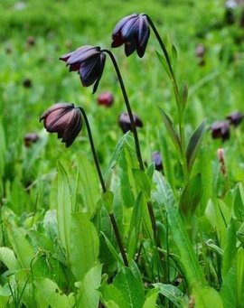 紫花百合 紫花百合