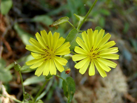 野苦荬菜