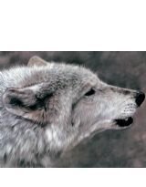 痴傻王爷穿越妃