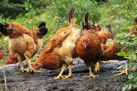 山地大棚土鸡养殖技术