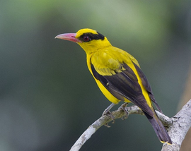 黑枕黄鹂安达曼亚种