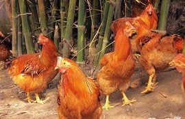 阳山特产_360百科