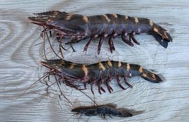 亚洲虎虾_360百科