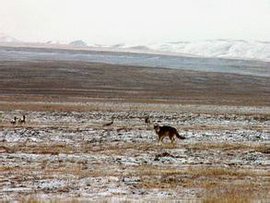扎陵湖鄂陵湖花斑裸鲤极边扁咽齿鱼国家级水产