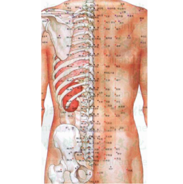 胸椎棘突_360百科
