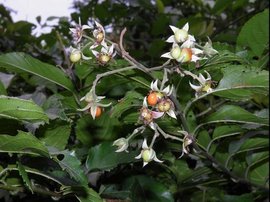 心状梨叶悬钩子