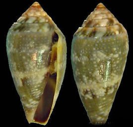 卢赞恩格氏芋螺