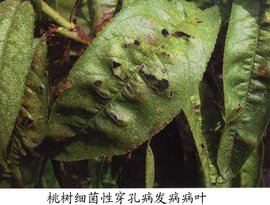 桃细菌性穿孔病