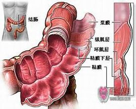 结肠生理结构_360百科
