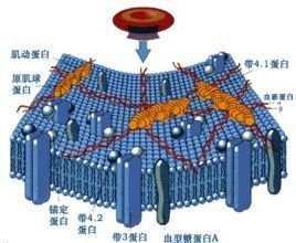 红细胞膜骨架