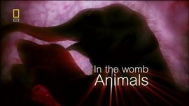 子宫日记:动物篇