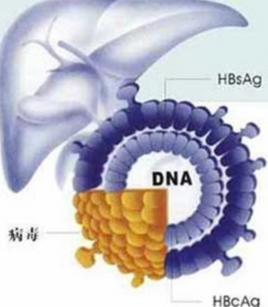 乙肝表面抗体