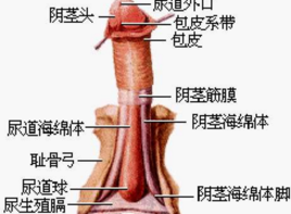 滴虫性包皮龟头炎