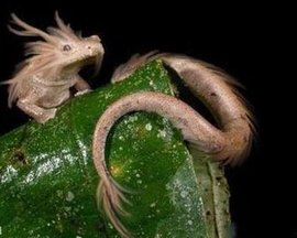 宠物小精灵:洛奇亚的爆诞