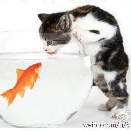 最佳糖醋汁比例,