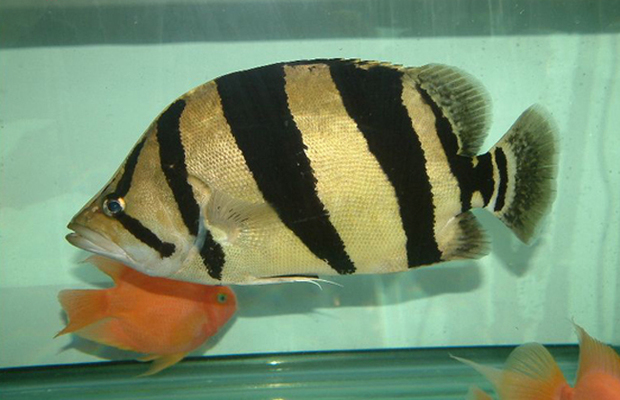 泰国虎鱼怎么养?_360问答