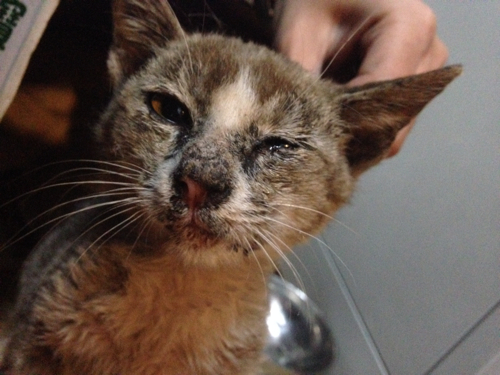 昨天在宿舍外面捡到一只小流浪猫,看着好可怜