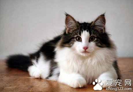 挪威森林猫有哪些特征 给人一种有力的印象_3