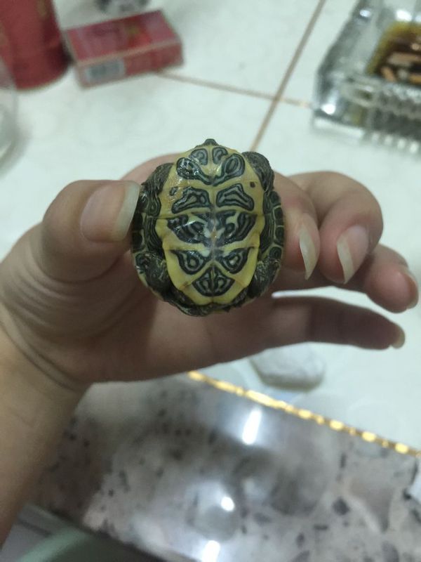 这是什么龟 可以长期旱养吗 吃什么 一个月碰几