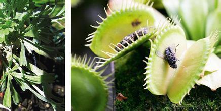 捕蝇草生长特点_360问答