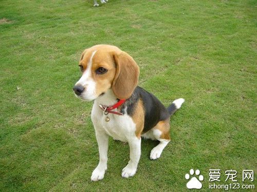 米格鲁猎兔犬价格 米格鲁饲养需要注意事项_360问答