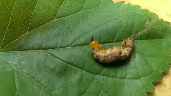 这只蚕屁股后面是什么_360问答