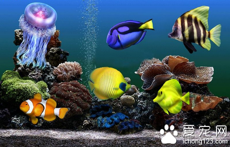 观赏鱼与人类的关系 陶冶情操增强乐趣_360问