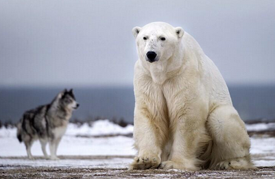 关于北极熊,有哪些冷知识? - 网志问答