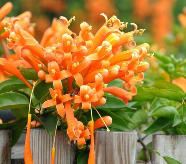 匿名网友LV2015-07-21乌子学名炮仗花。炮仗花,别名:黄鳝藤;拉丁文名:Pyrostegia ve**sta (Ker-Gawl.) Miers 紫葳科、炮仗藤属藤本,具有3叉丝状卷须。叶对生;雄蕊着生于花冠筒中部,花丝丝状,花药叉开。子房圆柱形,密被细柔毛,花柱细,柱头舌状扁平,花柱与花丝均伸出花冠筒外。果瓣革质,舟状,内有种子多列,种子具翅,薄膜质。花期长,原**南美洲巴西,在热带亚洲已广泛作为庭园观赏藤架植物栽培。多植于庭园建筑物的四周,攀援于凉棚上,初夏红橙色的花朵累累成串,状如**,故有