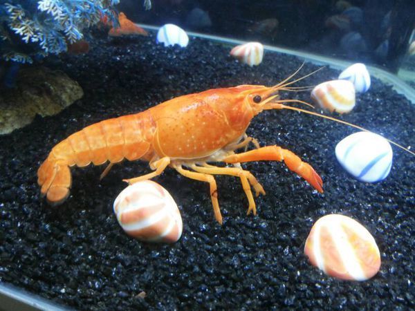 这只虾虾腿是不是有毛病 如果有应该怎么办_3