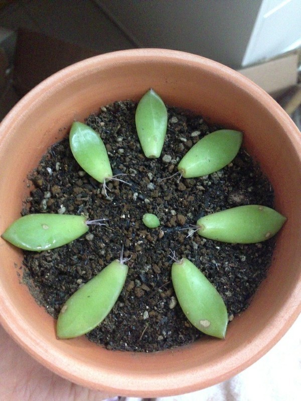 多肉植物如何从植物中分离小崽进行繁殖_360