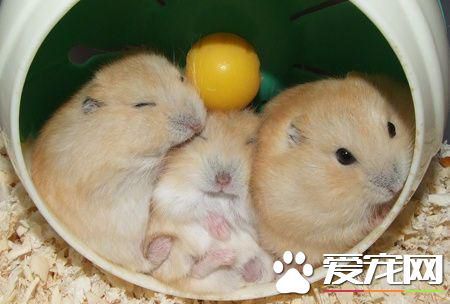 仓鼠为什么打架 仓鼠合笼就会出现打架_360问答