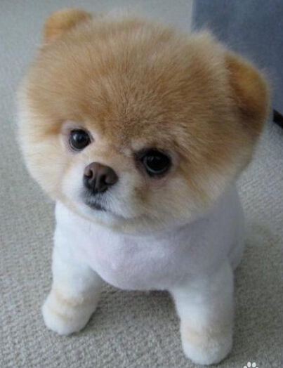 什么品种的狗最可爱 这些狗狗有你所爱_360问