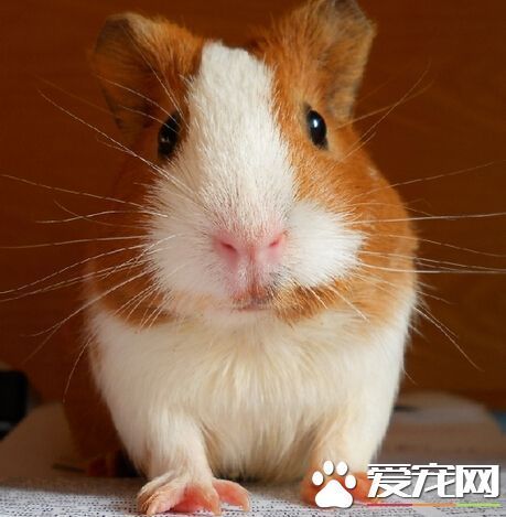 豚鼠可以吃苹果吗 不可以喂食苹果_360问答