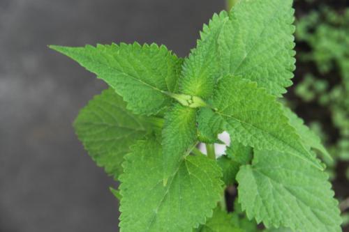 藿香叶_鲜藿香叶