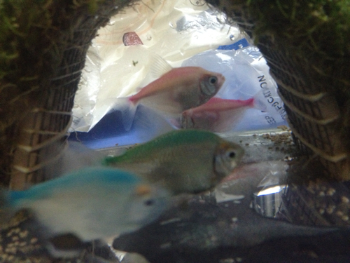 彩裙鱼是一个品种?玻璃拉拉是一个品种?还是