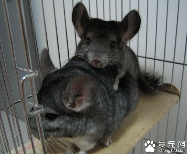 龙猫好饲养吗 龙猫爱干净但是又怕水_360问答